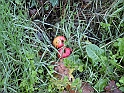 Campagna in autunno 3275